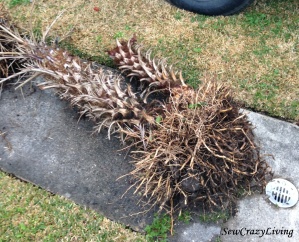 Palm Tree Root Bundle